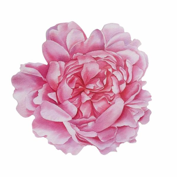 Eco-Friendly Natural Tableware |  10 Pack Pink Peony Flower Disposable Table Mats, 14″ Cardboard Paper Floral Placemats – 400GSM